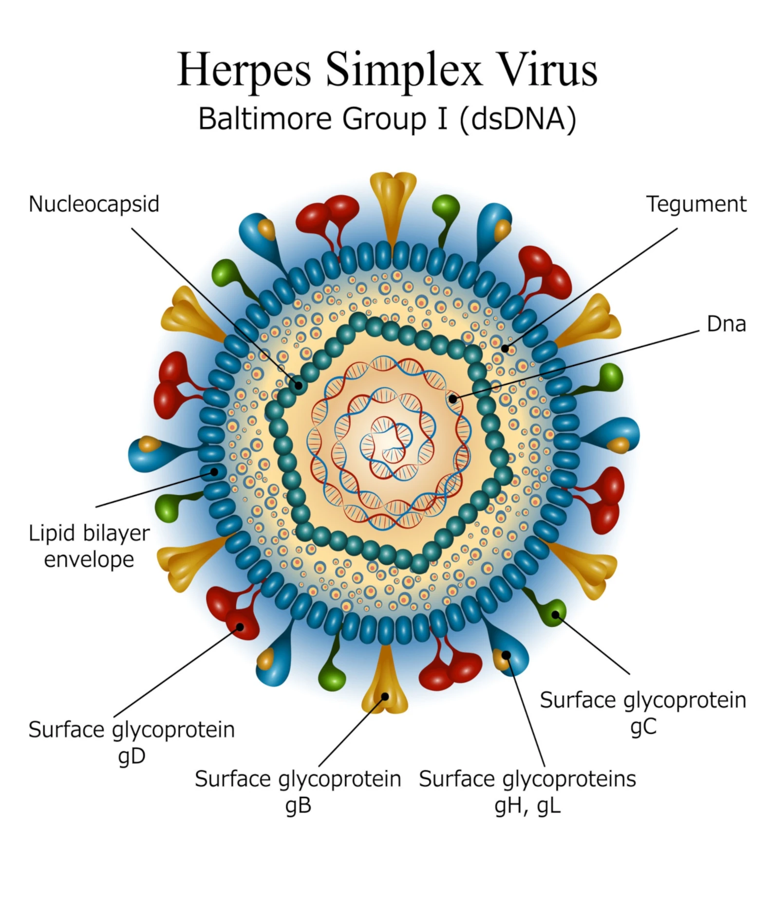 Diagram of the Herpes Simplex Virus structure showing the lipid bilayer envelope, nucleocapsid, tegument, and surface glycoproteins gB, gC, gD, gH, and gL