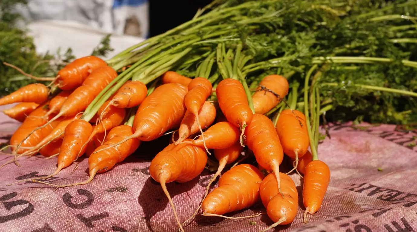 Lysine/Arginine Guide for Carrots