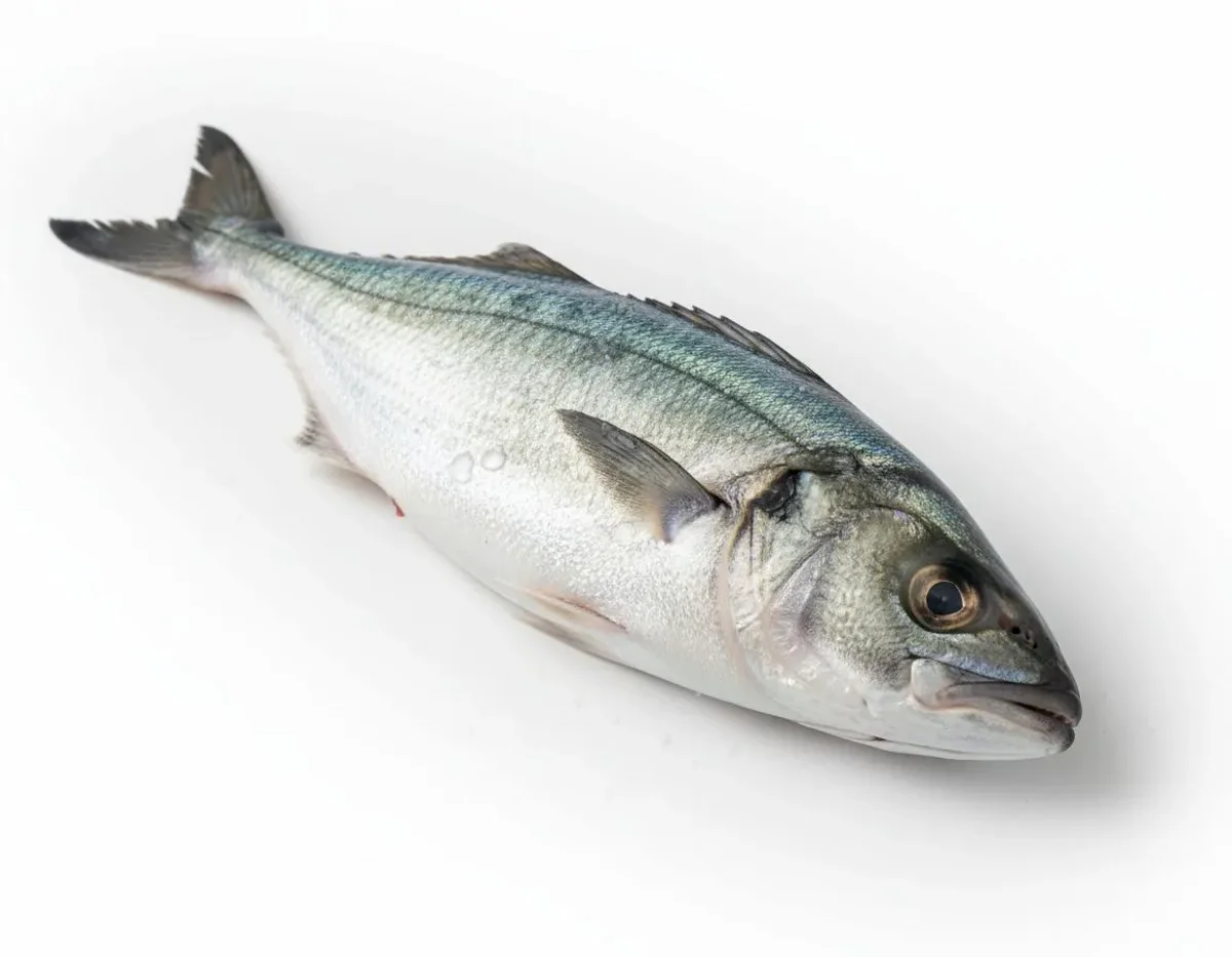 Bluefish