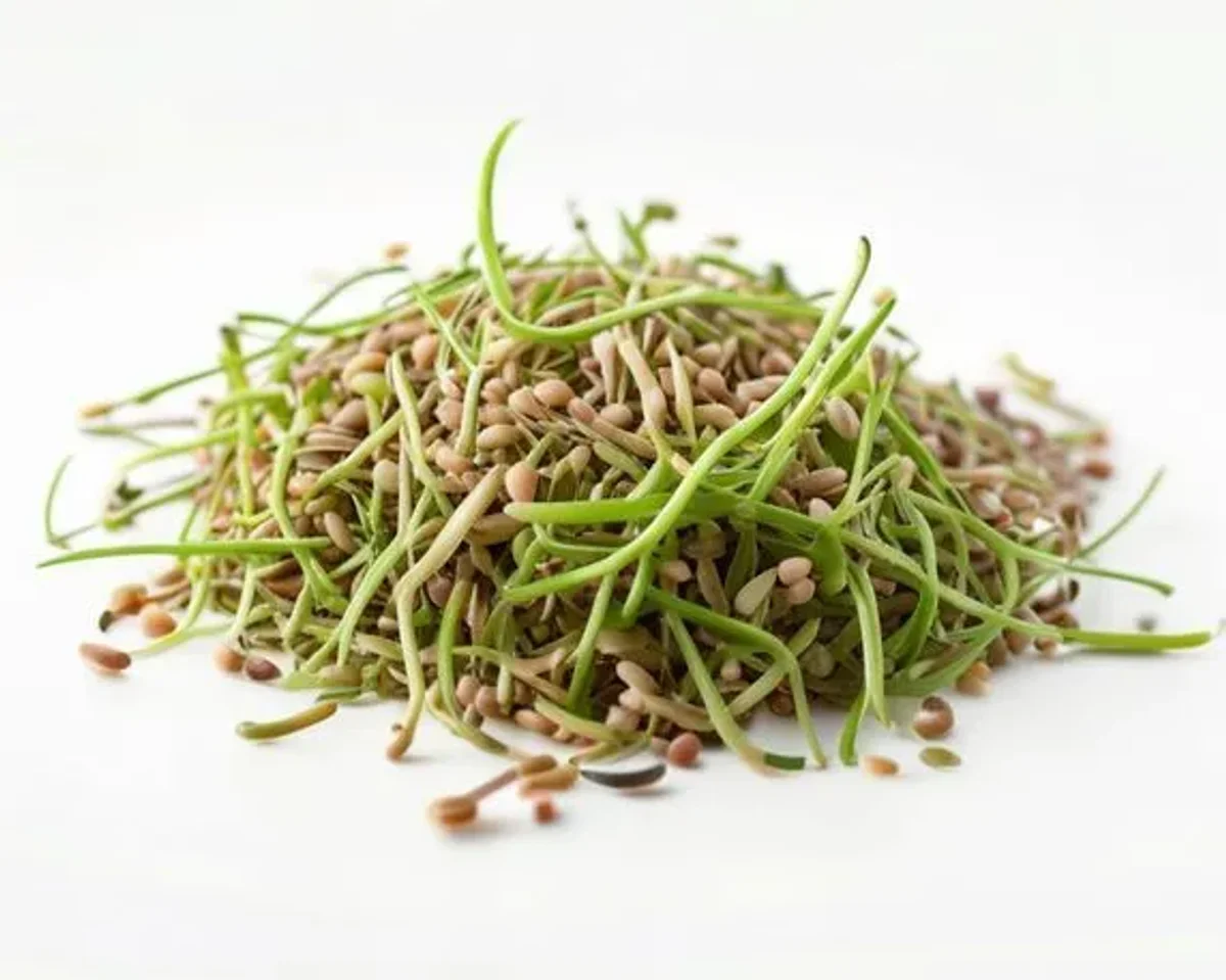 Lentil Sprouts