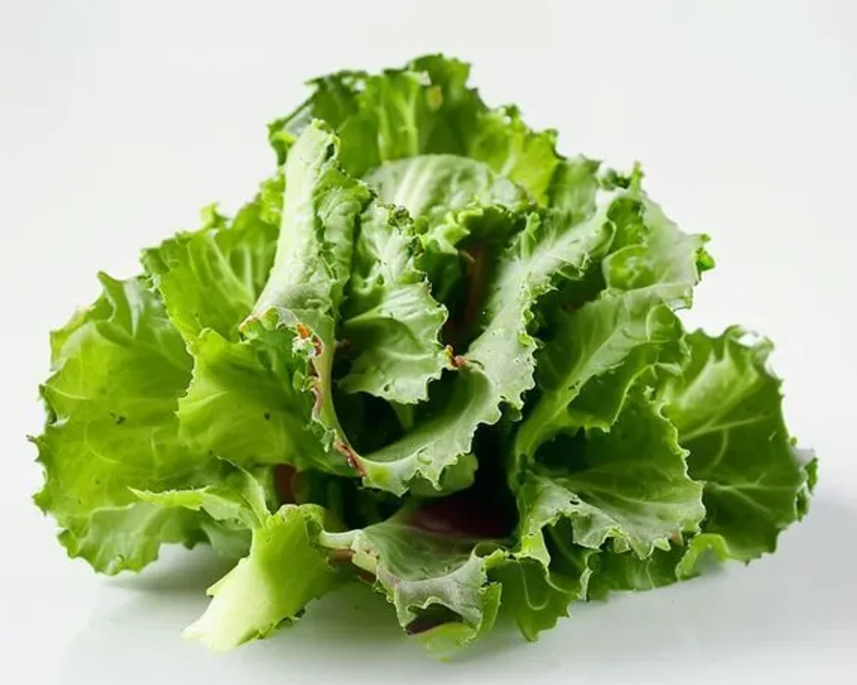 Lettuce, Romaine