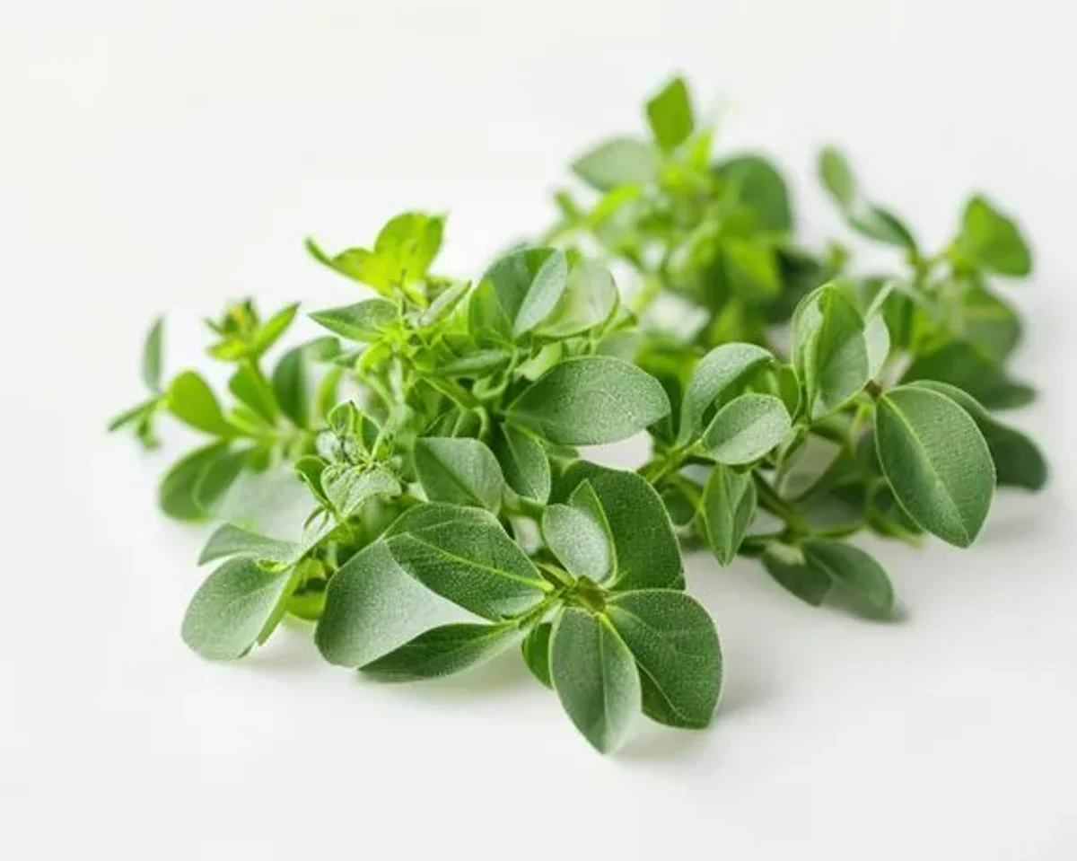 Oregano