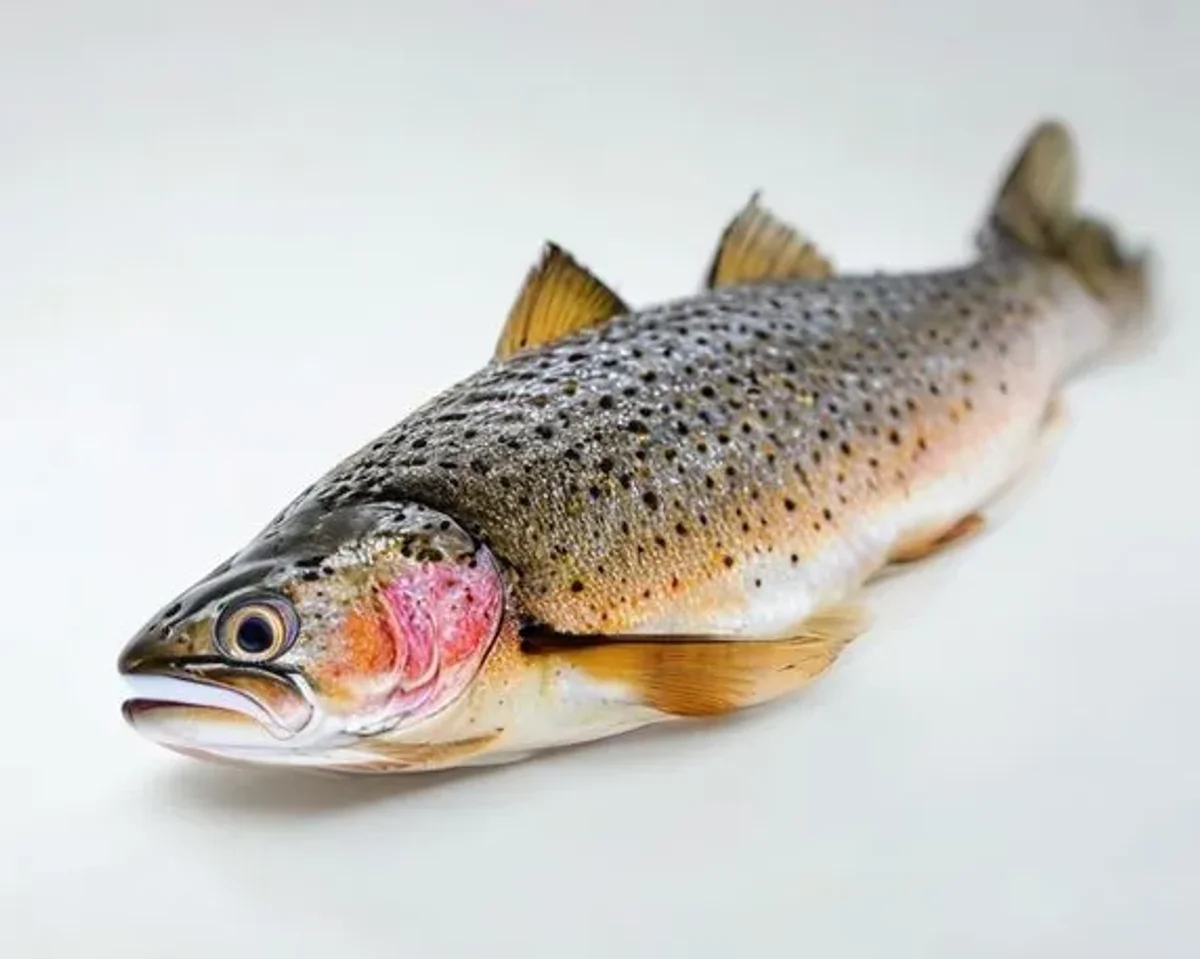 Trout