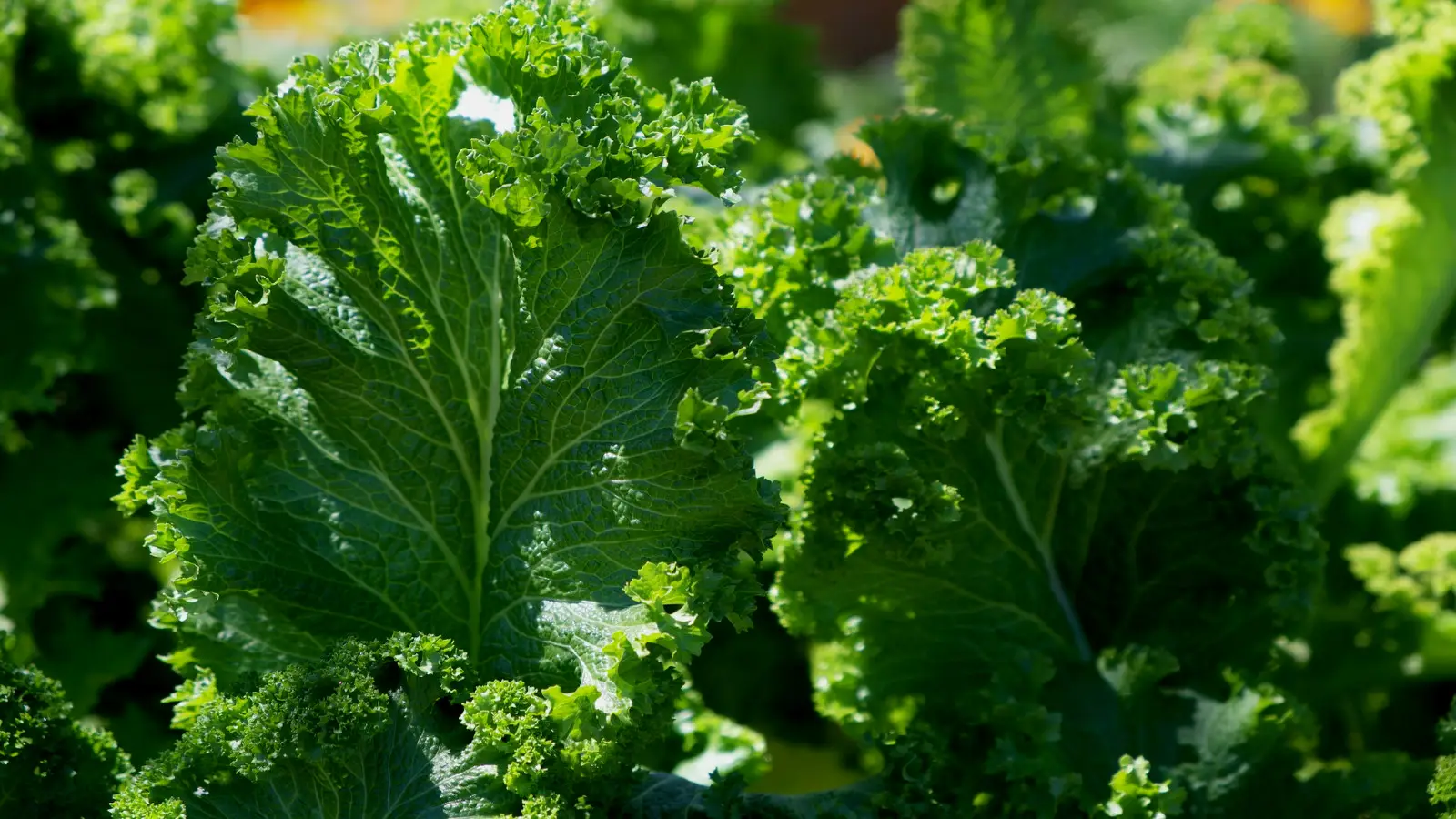 Lysine/Arginine Guide for Kale