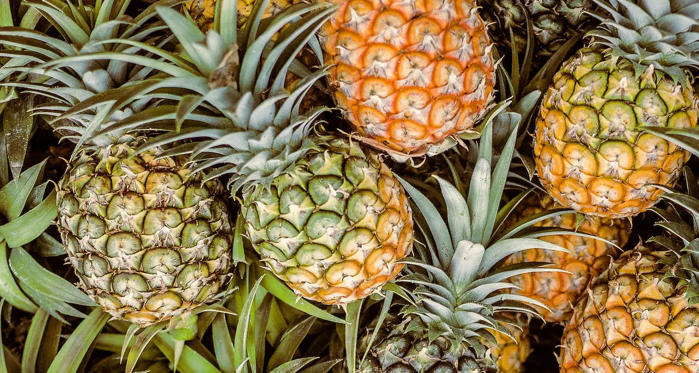 Lysine/Arginine Guide for Pineapple
