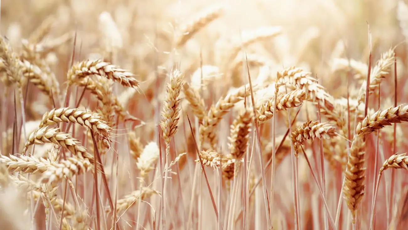 Lysine/Arginine Guide for Shredded Wheat